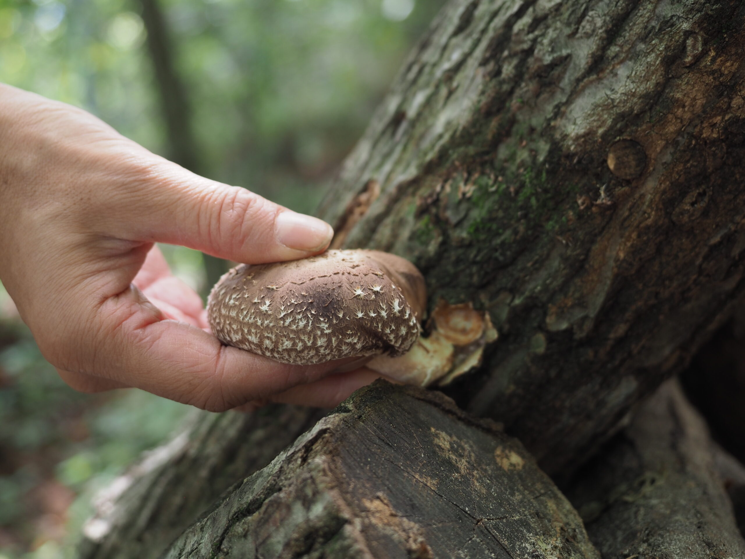 ギャラリー画像